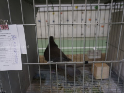 XIV Concurso Exposición de Palomas de Raza en Mula 2024